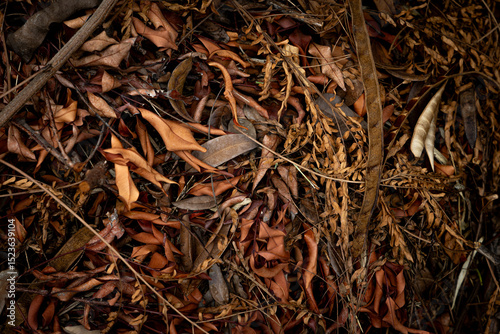 a pile of various dry leaves