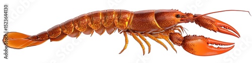 Red Lobster Isolated on White Background for Culinary Use