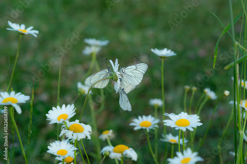 Fototapeta Naklejka Na Ścianę i Meble -  field of daisies