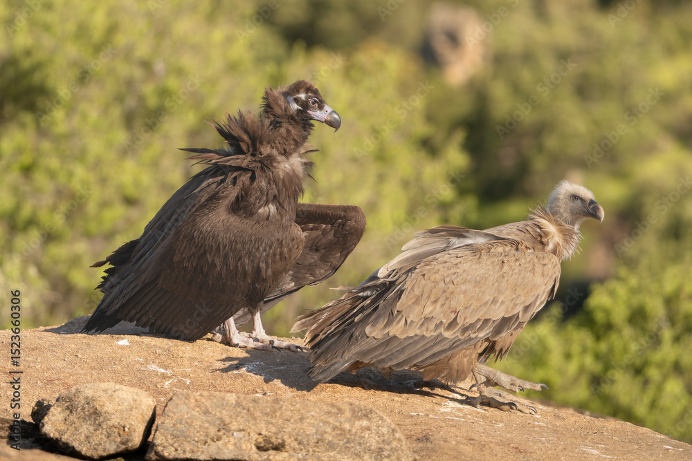 Fototapeta premium Cinereous vulture, black vulture, Eurasian black vulture, monk vulture - Aegypius monachus and Eurasian griffon vulture - Gyps fulvus fulvus on rock. Photo from Sierra de Gredos in Spain. 