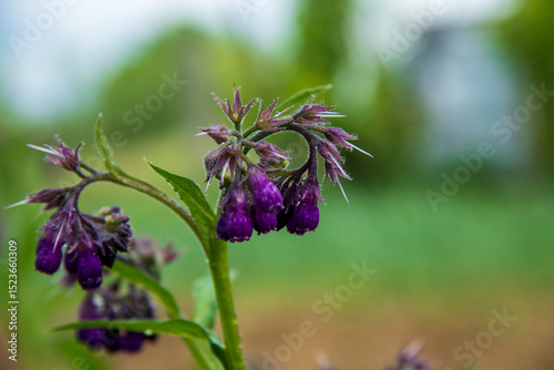 Comfrey flower in the family garden.
