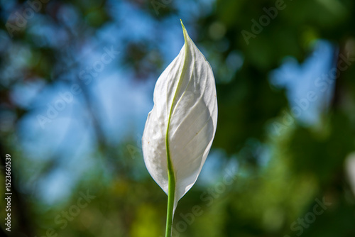 Spathiphyllum white flower in a garden,