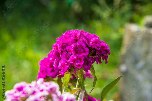 carnation flowers in the garden