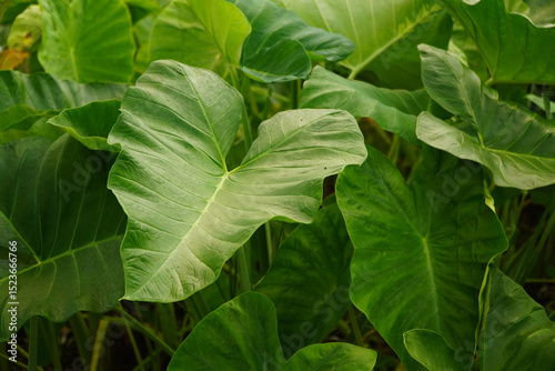 Close-up view of large green leaves with prominent veins in a lush tropical garden or forest setting, natural background texture