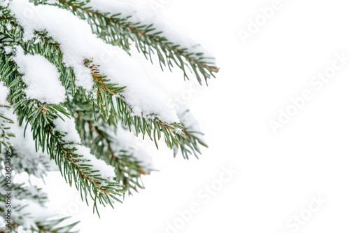 Snow covered pine branch isolated on transparent background