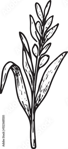 A detailed black-and-white sketch of a wheat stalk with elongated leaves and grain heads, symbolizing agriculture and harvest. Ideal for rustic farm designs, organic product labels, or countryside dec