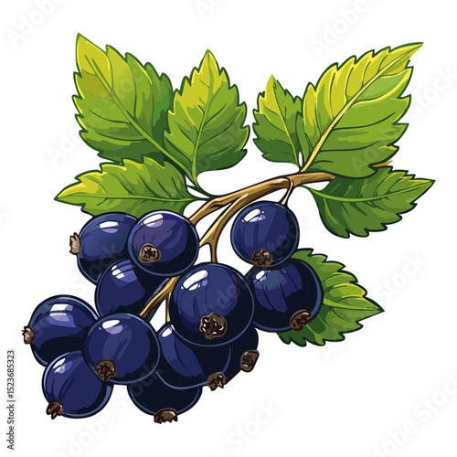 Blackcurrant on a branch color vector illustration. Image of summer berry and leaves on an isolated background. Twig for packaging and design.