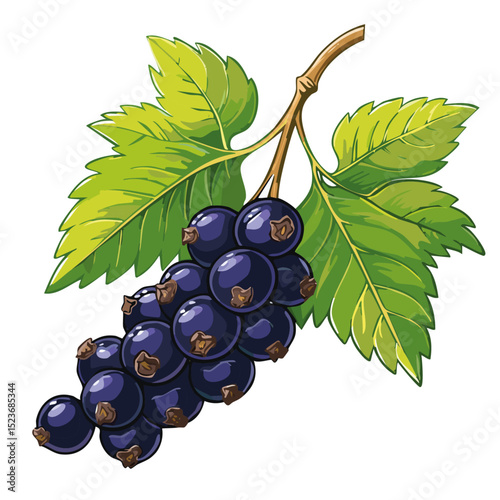 Blackcurrant on a branch color vector illustration. Image of summer berry and leaves on an isolated background. Twig for packaging and design.