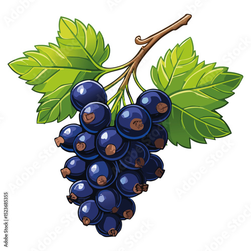 Blackcurrant on a branch color vector illustration. Image of summer berry and leaves on an isolated background. Twig for packaging and design.