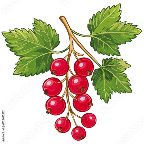 Red currant on a branch color vector illustration. Image of summer berry and leaves on an isolated background. Twig for packaging and design.