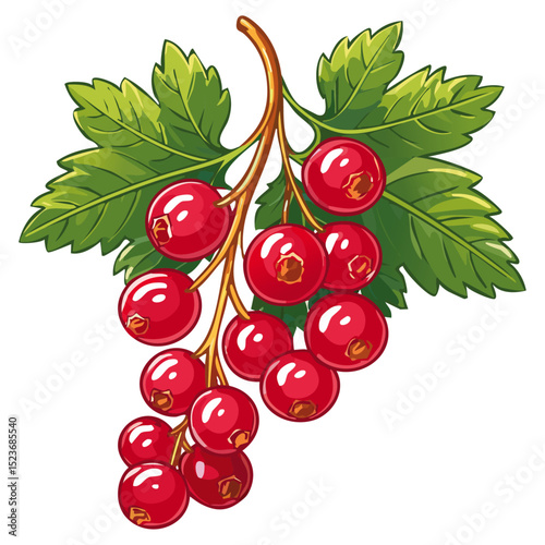 Red currant on a branch color vector illustration. Image of summer berry and leaves on an isolated background. Twig for packaging and design.