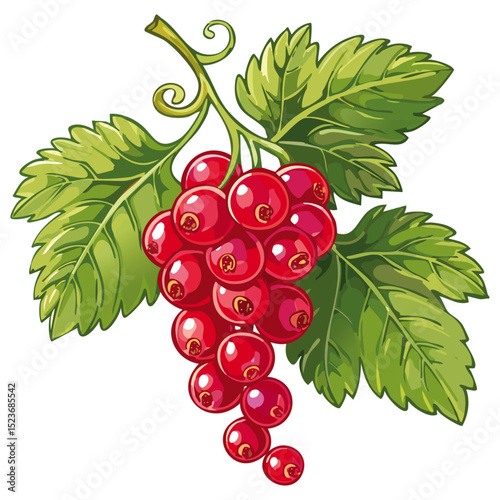 Red currant on a branch color vector illustration. Image of summer berry and leaves on an isolated background. Twig for packaging and design.
