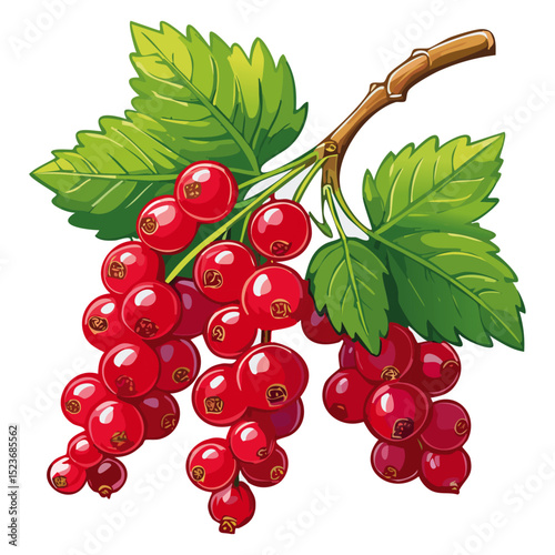 Red currant on a branch color vector illustration. Image of summer berry and leaves on an isolated background. Twig for packaging and design.