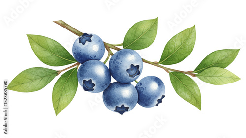 blueberries isolated on white