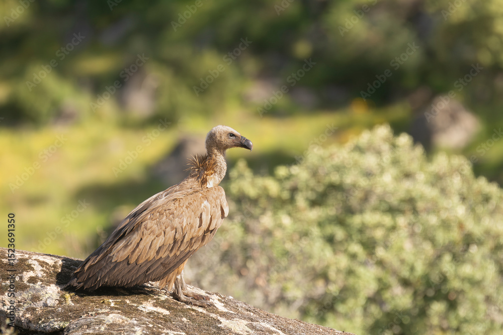 Obraz premium Eurasian griffon vulture - Gyps fulvus fulvus on rock at green background. Photo from Sierra de Gredos Mountain in Spain. Copy space on right side.