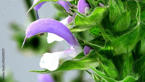 Clary sage, medicinal herb with flowers in a macro