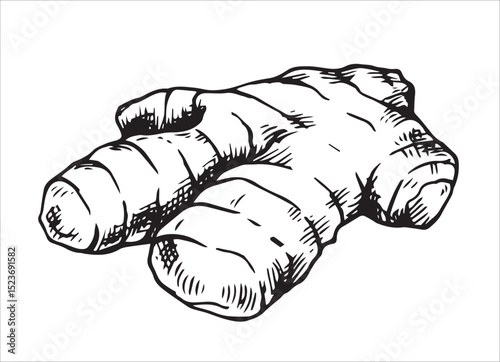 ginger root. vector illustration sketch.