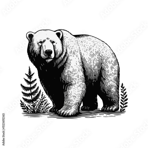 polar bear vintage simple modern engraving style black and white full body isolated on white background