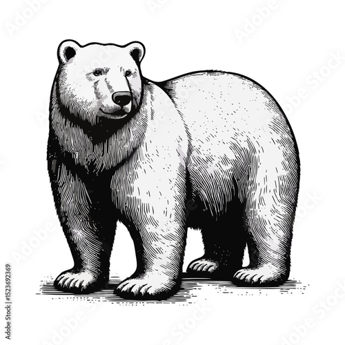 polar bear vintage simple modern engraving style black and white full body isolated on white background