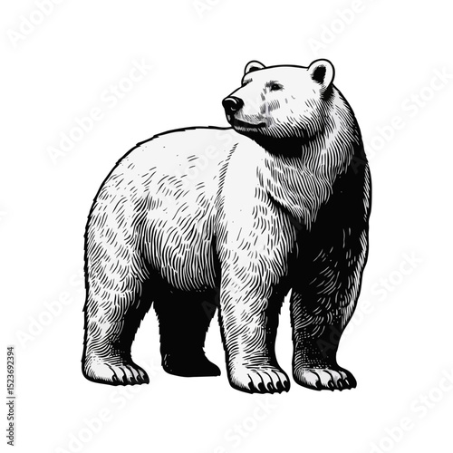 polar bear vintage simple modern engraving style black and white full body isolated on white background