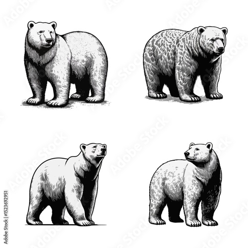 polar bear vintage simple modern engraving style black and white full body isolated on white background