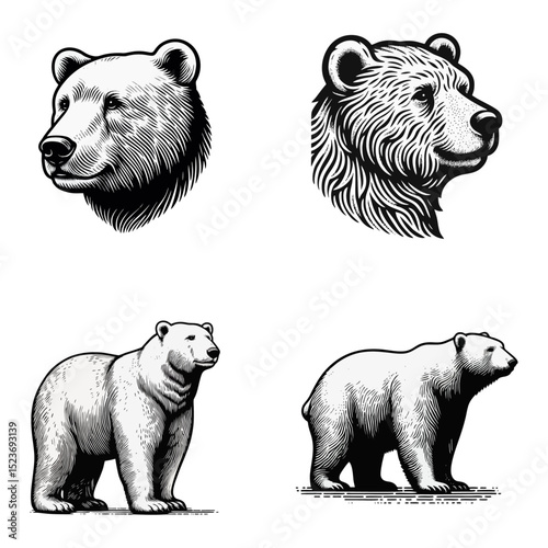 polar bear vintage simple modern engraving style black and white full body isolated on white background