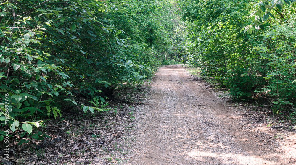 Fototapeta premium Dirt road in the rainforest