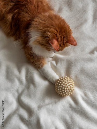 Fluffy red cat stretches his paw towards a massage ball on a light background, top view