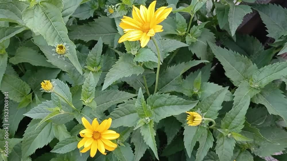 The yellow flowers are partly open, partly not