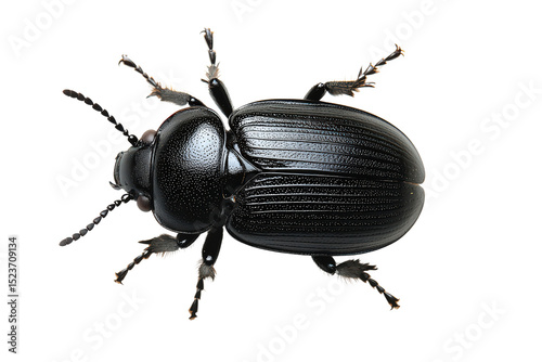 Black beetle with shiny segmented body and detailed legs, close-up of crawling insect often found in gardens, woods, or soil.
