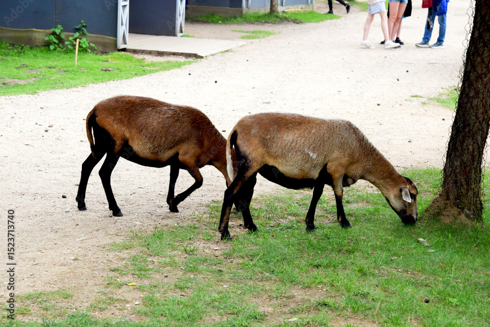 Fototapeta premium Long-eared sheep eat grass on the side of a dirt road