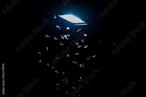 Flying termites swarm around a bright light source in the dark night.
