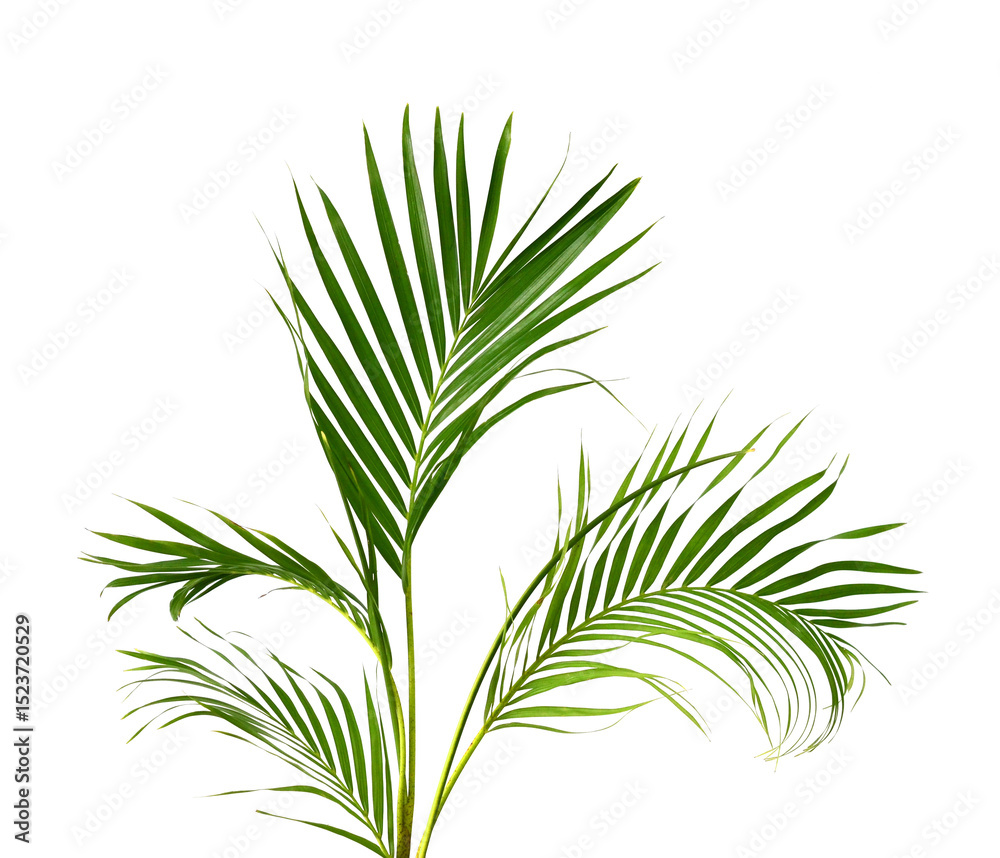 Fototapeta premium Green leaf of palm tree on white background 