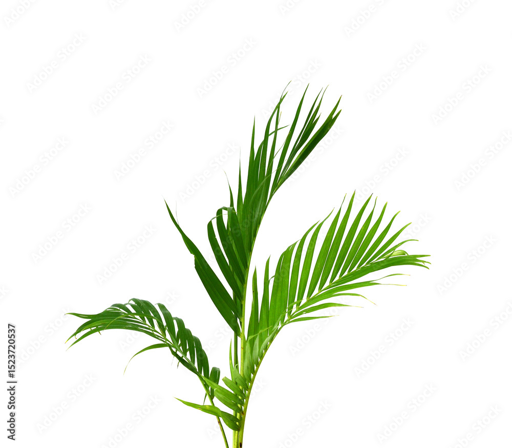 Naklejka premium Palm leaves The green leaves of palm trees rests on white background. 