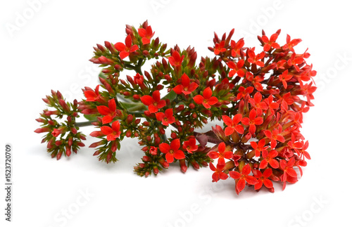 Crassula Coccinea 