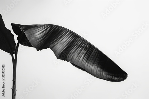 Elegant Black and White Photograph of a Curved Leaf Texture