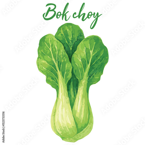 bok choyy in watercolor illustration style, isolated vector on white background