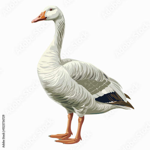 animal, vector, bird, illustration, goose, design, white, sketch, drawing, isolated, black, wild, cartoon, outline, line, element, vintage, retro, nature, image, wildlife, graphic, duck, beak, 