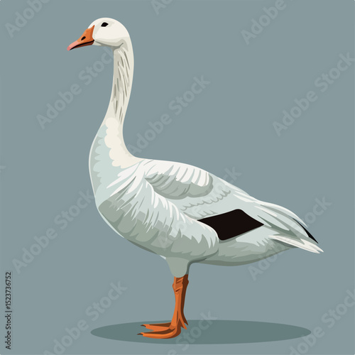 animal, vector, bird, illustration, goose, design, white, sketch, drawing, isolated, black, wild, cartoon, outline, line, element, vintage, retro, nature, image, wildlife, graphic, duck, beak, 
