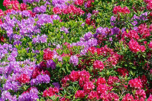 Vibrant red and purple azaleas in full bloom in lush green garden