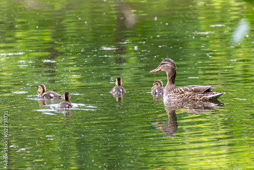 Mother duck and ducklings swimming in peaceful pond