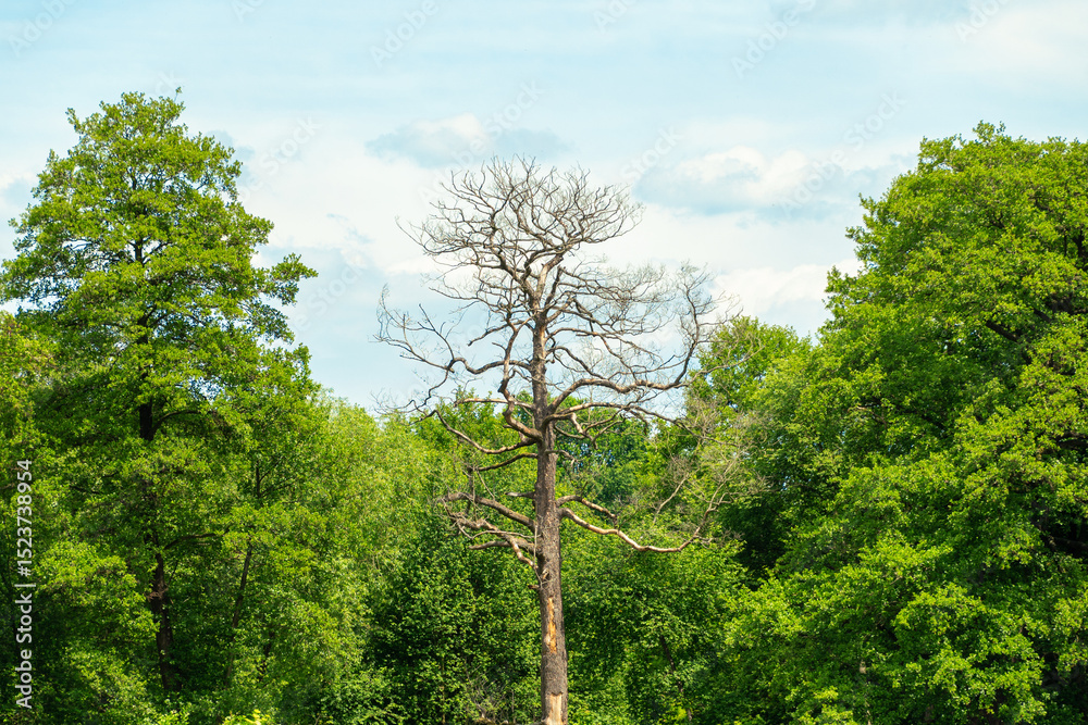 Fototapeta premium Barren tree in lush green forest under clear blue sky