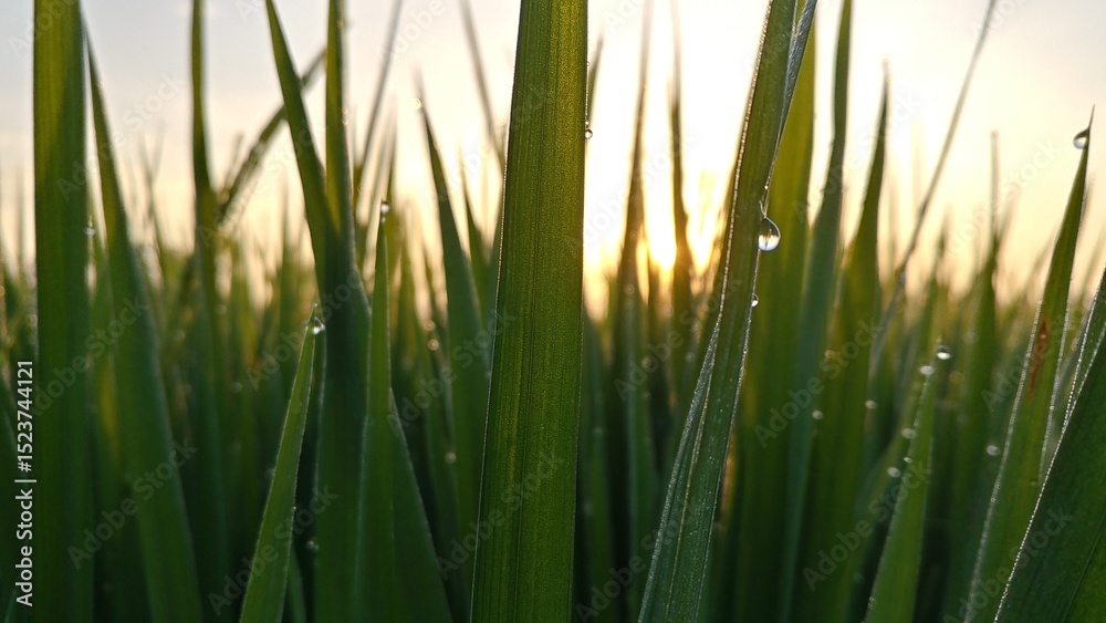 Fototapeta premium Close-up of green rice stalks lit by golden sunrise, with dewdrops glowing—capturing the freshness of a new day. Perfect for themes of nature, agriculture, or peaceful mornings