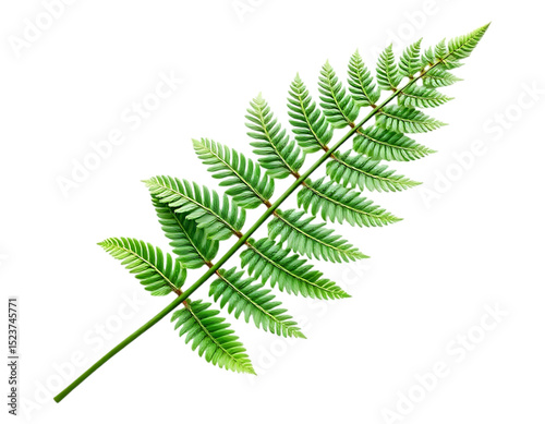 Vibrant Green Fern Leaf on Transparent Background