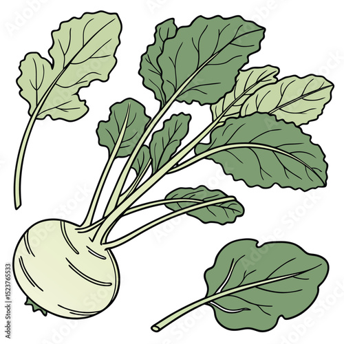 Collection set of Kohlrabi greens In different perspectives