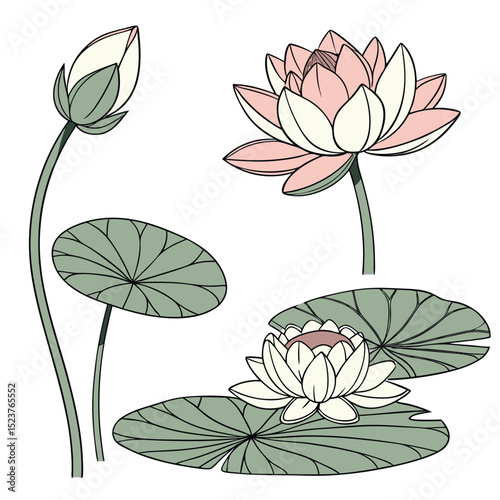 Collection set of lotus bud, In different perspectives