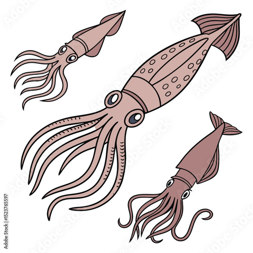 Collection set of squid In different perspectives