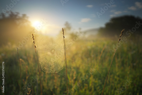 Foggy sunrise in a meadow with spider cobwebs in the foreground.