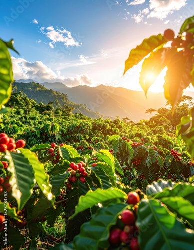 Coffee plants with ripe red cherries grow on a hillside farm at sunrise.