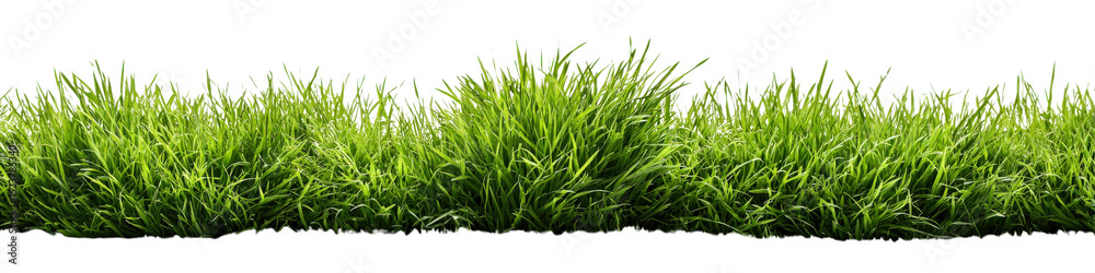 Obraz premium Fresh lawn grass edge, wild uneven height, springtime look, isolated on a Transparent background, PNG file, for natural design use